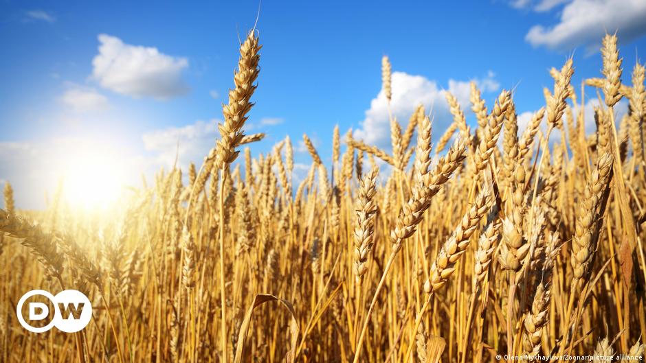 Wheat costs soar — however will the prices stay excessive? | Enterprise | Economic system and finance information from a German perspective | DW