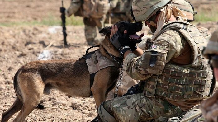 Missed Struggle Heroes, Navy Canines Remind Us All What Loyalty And Love Really Imply
